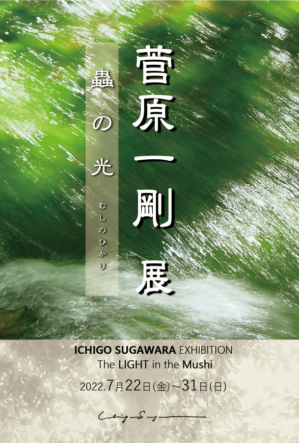 菅原一剛 展　蟲の光<br>ICHIGO SUGAWARA EXHIBITION<br>- The LIGHT in the Mushi -